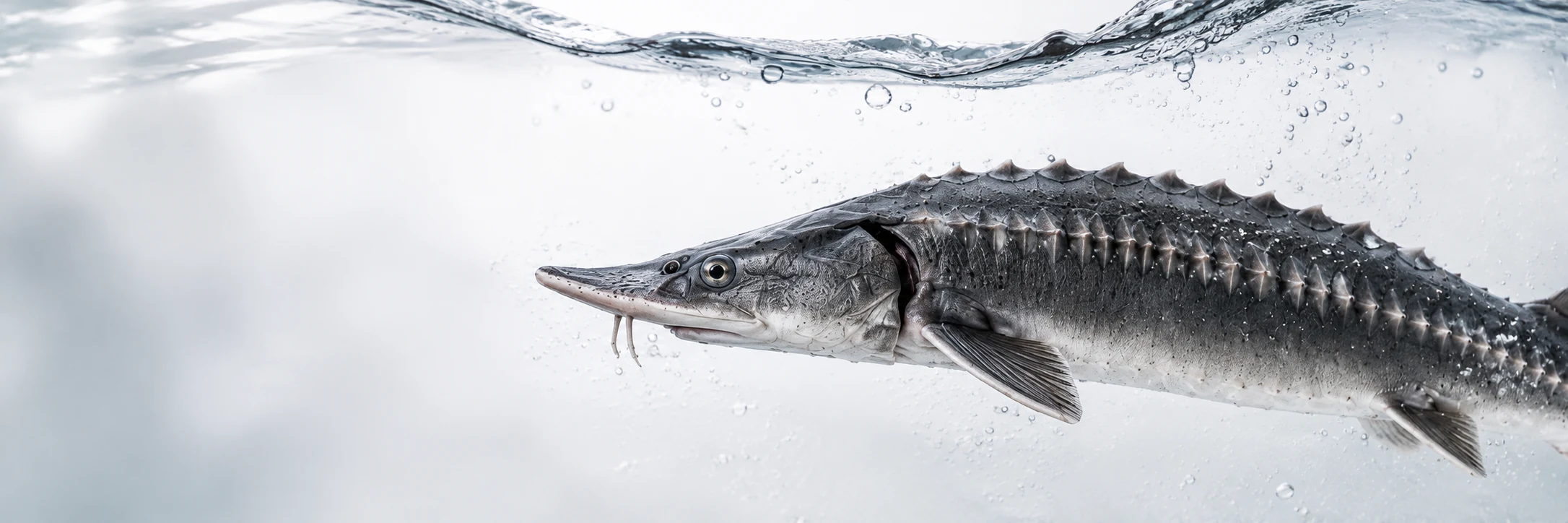 Premium sturgeon in crystal-clear water