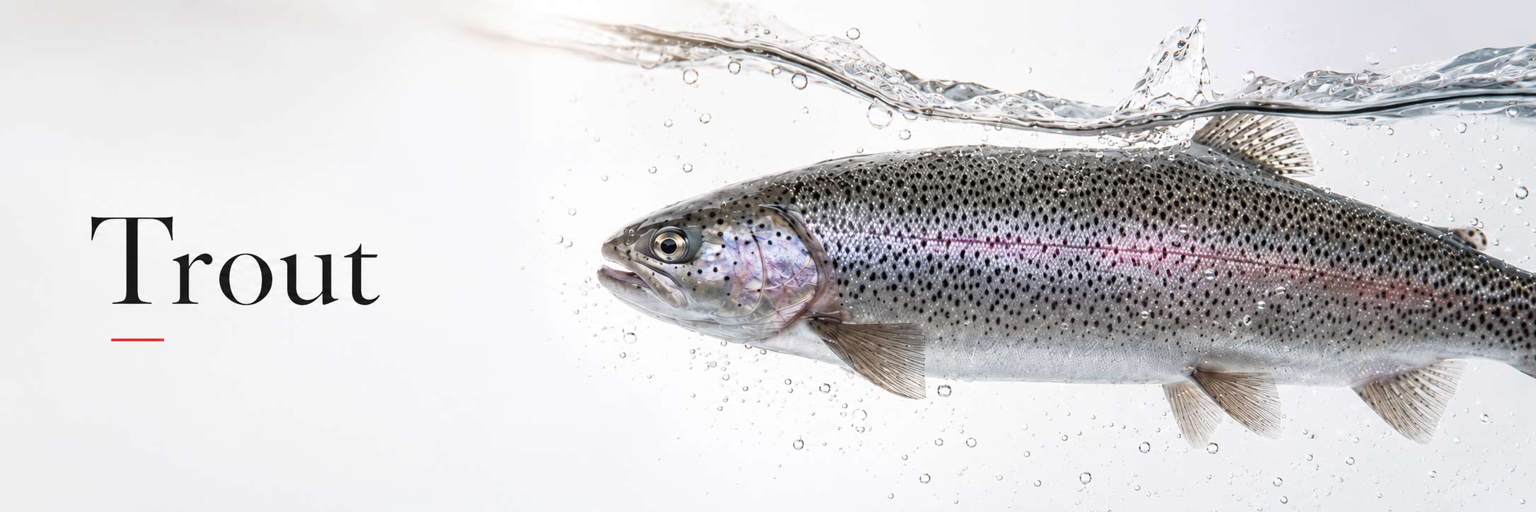 Trout
