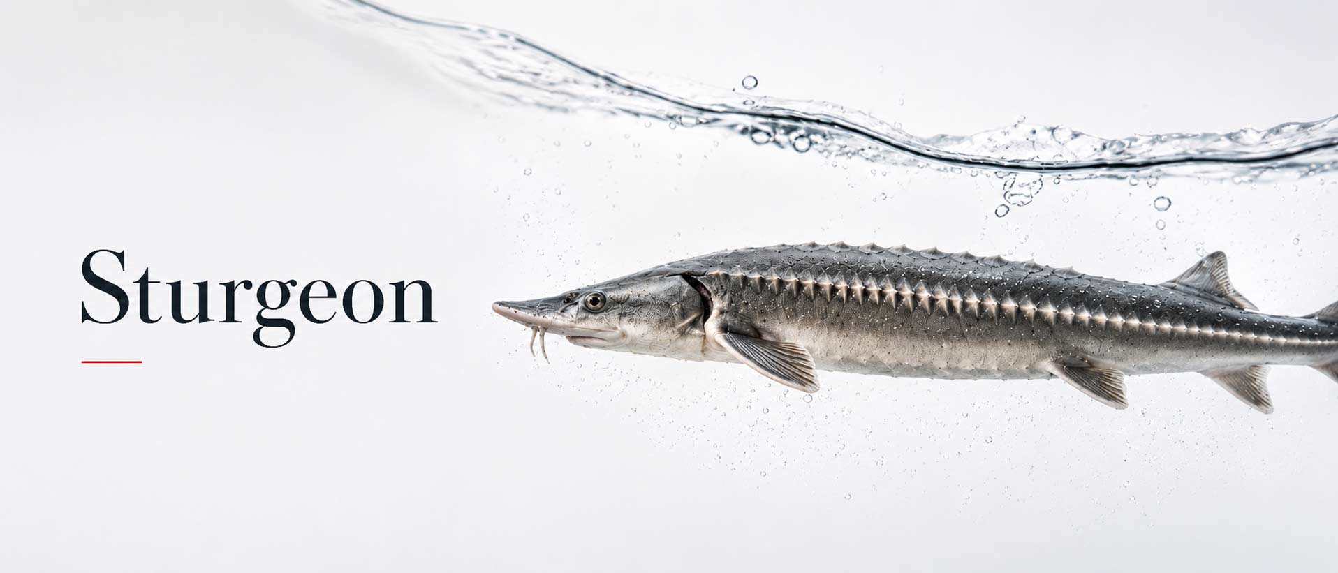 Sturgeon