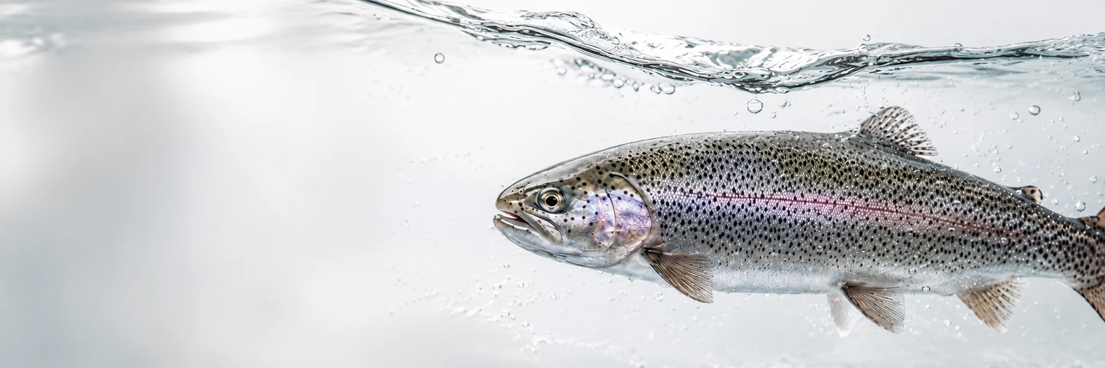 Whole Trout